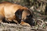 BULLMASTIFF 462